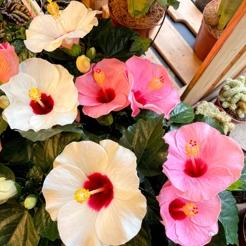 Hibiscus rosa - sinensis - Lucky Dip Colour - Sprouts of Bristol
