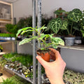 Hibiscus rosa - sinensis ‘Variegata’ – Variegated Tropical Hibiscus - Sprouts of Bristol
