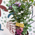 Hibiscus syriacus ‘Ardens’ - Rose of Sharon - Sprouts of Bristol