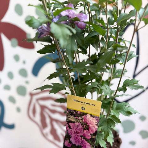 Hibiscus syriacus ‘Ardens’ - Rose of Sharon - Sprouts of Bristol