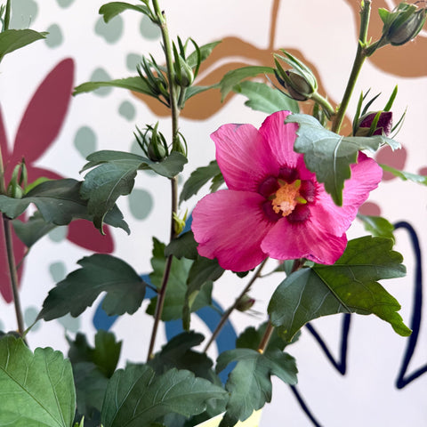 Hibiscus syriacus 'Woodbridge' - Rose of Sharon - Sprouts of Bristol