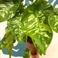 Homalomena rubescens 'Candid' - Sprouts of Bristol