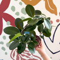 Hoya australis - Sprouts of Bristol