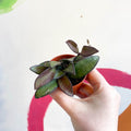 Hoya burtoniae - Sprouts of Bristol