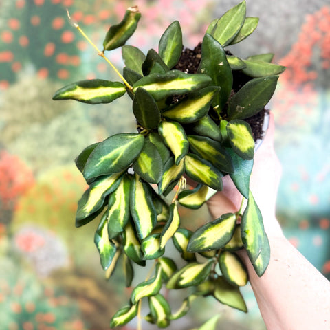Hoya burtoniae 'Variegata' - Sprouts of Bristol
