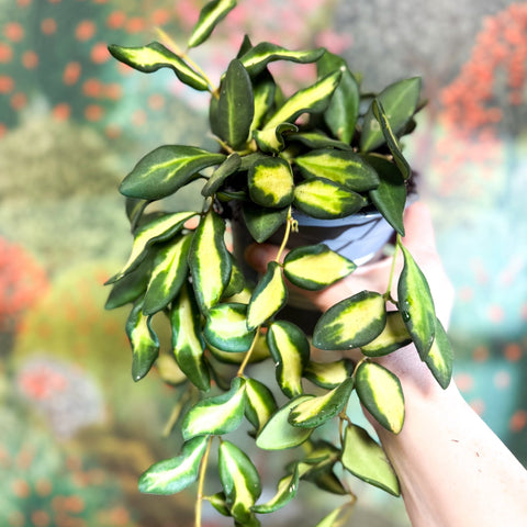 Hoya burtoniae 'Variegata' - Sprouts of Bristol