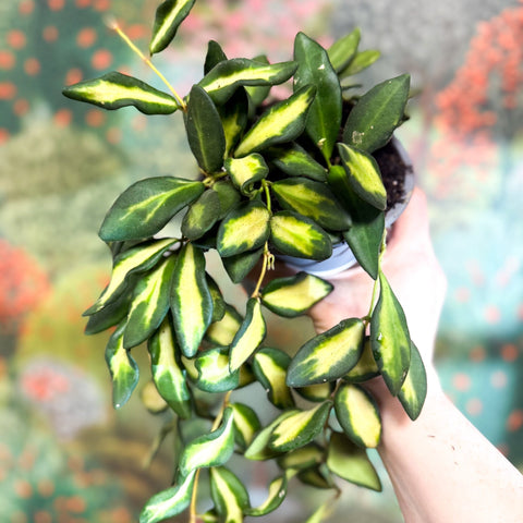 Hoya burtoniae 'Variegata' - Sprouts of Bristol