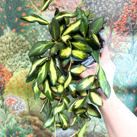 Hoya burtoniae 'Variegata' - Sprouts of Bristol