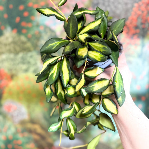 Hoya burtoniae 'Variegata' - Sprouts of Bristol
