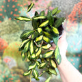 Hoya burtoniae 'Variegata' - Sprouts of Bristol