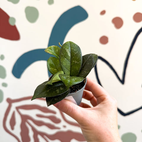 Hoya callistophylla ‘Sabah’ [ID: IML 1762] - Sprouts of Bristol