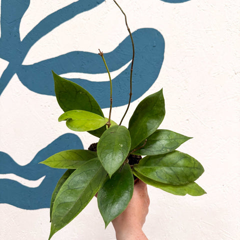 Hoya callistophylla 'Tim' - Sprouts of Bristol