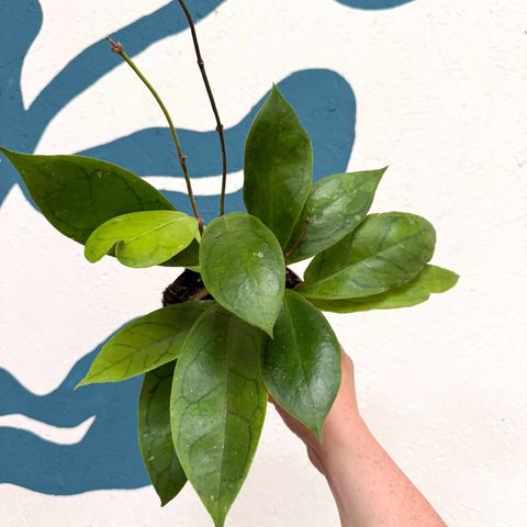 Hoya callistophylla 'Tim' - Sprouts of Bristol