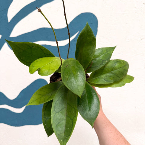 Hoya callistophylla 'Tim' - Sprouts of Bristol