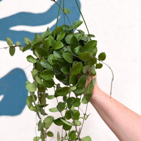 Hoya carnosa x serpens ‘Mathilde' - Sprouts of Bristol