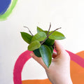 Hoya chouke - Sprouts of Bristol