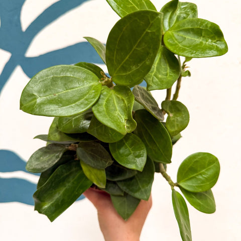 Hoya 'Christine' - Sprouts of Bristol