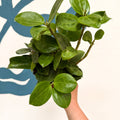 Hoya 'Christine' - Sprouts of Bristol