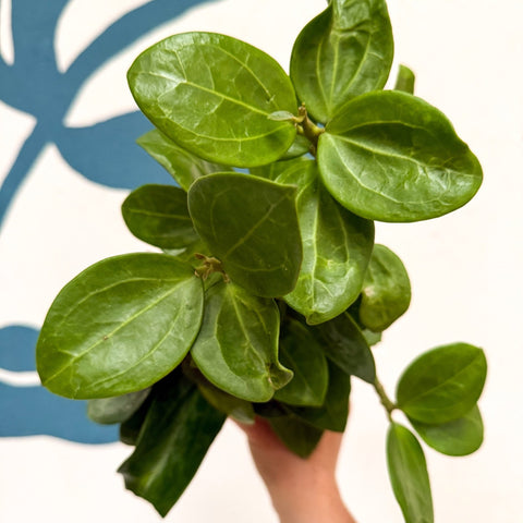 Hoya 'Christine' - Sprouts of Bristol