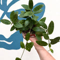 Hoya elliptica - Sprouts of Bristol