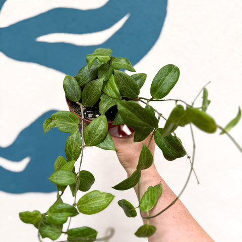 Hoya fitchii - Sprouts of Bristol