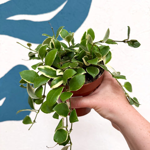 Hoya heuschkeliana (outer variegated) - Sprouts of Bristol