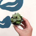 Hoya krohniana 'Eskimo' - Sprouts of Bristol