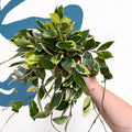 Hoya lacunosa ‘Asami’ - Sprouts of Bristol