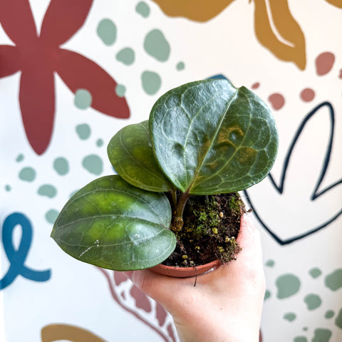 Hoya latifolia ‘Sarawak Cream’ - Sprouts of Bristol
