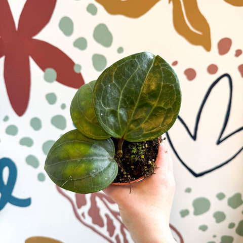 Hoya latifolia ‘Sarawak Cream’ - Sprouts of Bristol