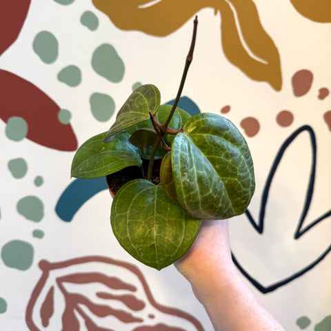 Hoya latifolia ‘Sarawak Cream’ - Sprouts of Bristol