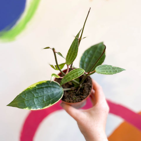 Hoya latifolia 'Variegata' - Sprouts of Bristol