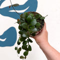 Hoya panchoi IML0228 - Sprouts of Bristol