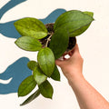 Hoya PMP176 'Joy' x 'Jennifer' - Sprouts of Bristol