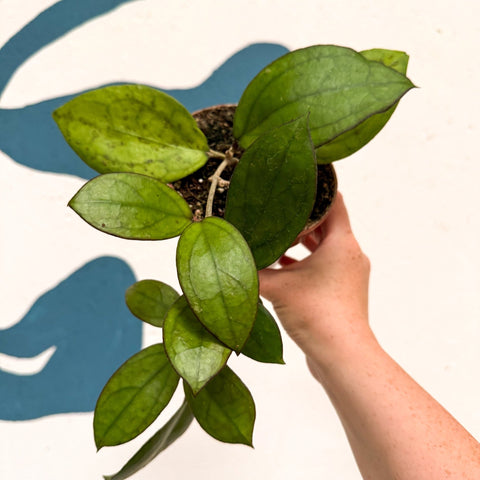 Hoya PMP176 'Joy' x 'Jennifer' - Sprouts of Bristol