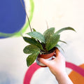 Hoya rangsan - Sprouts of Bristol