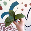 Hoya sigillatis - Sprouts of Bristol