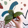 Hoya sigillatis - Sprouts of Bristol