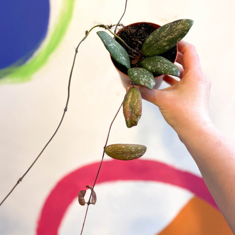 Hoya sigillatis 'Round Leaf' (Wide form) - Sprouts of Bristol