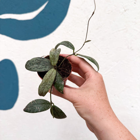 Hoya sigillatis ‘Silver’ - Sprouts of Bristol