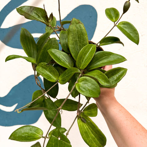 Hoya sp. UT208 - Sprouts of Bristol