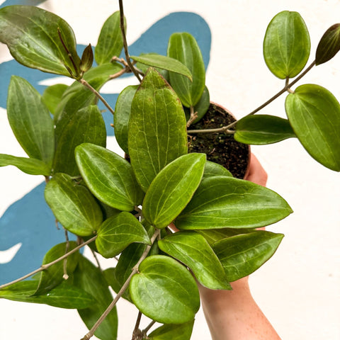 Hoya sp. UT208 - Sprouts of Bristol