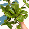 Hoya sp. UT208 - Sprouts of Bristol