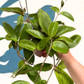 Hoya sp. UT208 - Sprouts of Bristol