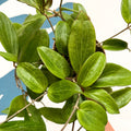 Hoya sp. UT208 - Sprouts of Bristol