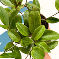 Hoya sp. UT208 - Sprouts of Bristol