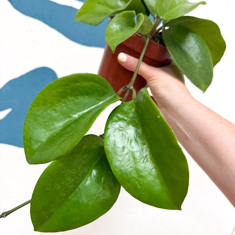 Hoya surigaoensis EG 00897 - Sprouts of Bristol