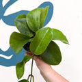 Hoya surigaoensis EG 00897 - Sprouts of Bristol