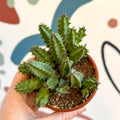 Huernia confusa - Starfish Flower - Sprouts of Bristol
