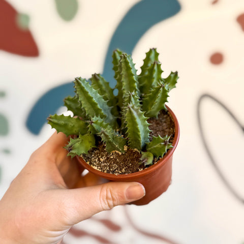 Huernia confusa - Starfish Flower - Sprouts of Bristol